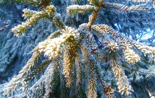 Picture Nature, Snow, New Year, Spruce