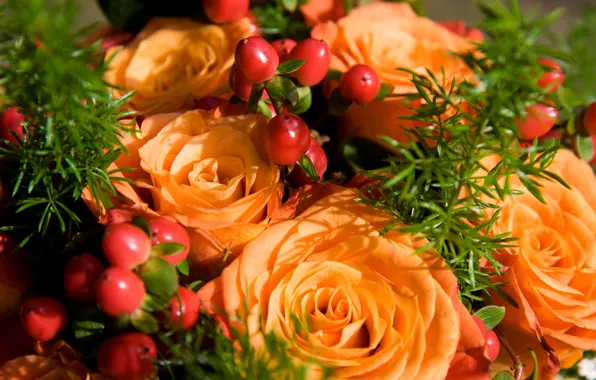 Picture orange, berries, Roses, buds