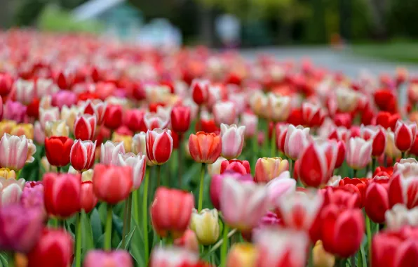 Picture tulips, buds, flowerbed, colorful, a lot