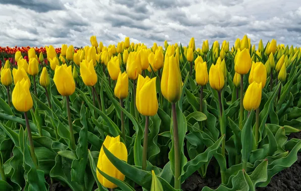 Picture field, tulips, Netherlands, yellow, Holland