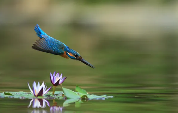 Picture water, flight, Lotus, Kingfisher, water Lily, bird