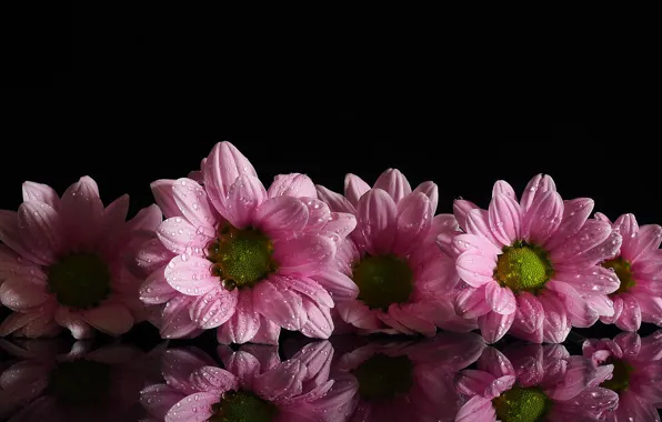 Picture drops, flowers, Rosa, reflection, background, pink, chrysanthemum, Daisy