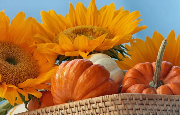 Picture autumn, sunflower, harvest, pumpkin