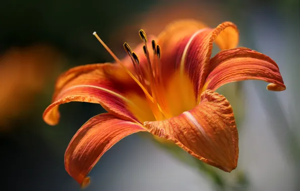Picture flower, macro, Day Lily