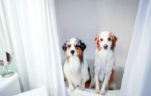 Picture dogs, house, bath