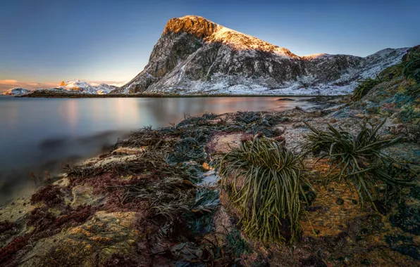 Picture sea, algae, mountains, rocks, dawn, coast, Norway, The Lofoten Islands, Lofoten, Kvalvika Beach