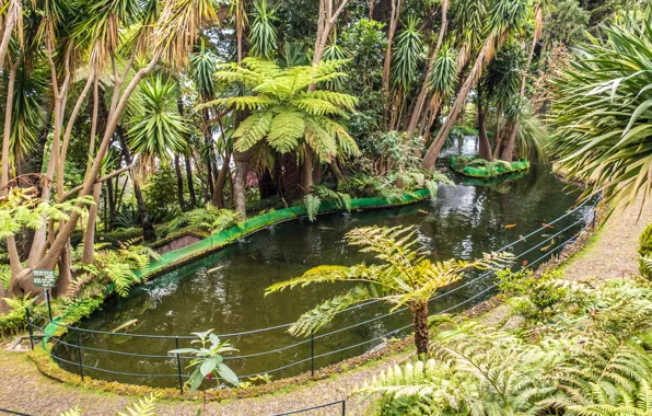 Picture tropics, pond, palm trees, garden, tropical, Tropic, Monte palace