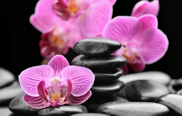Picture stones, orchids, Spa