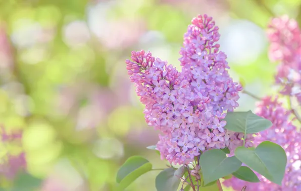 Picture macro, branch, leaves, lilac, bokeh, inflorescence