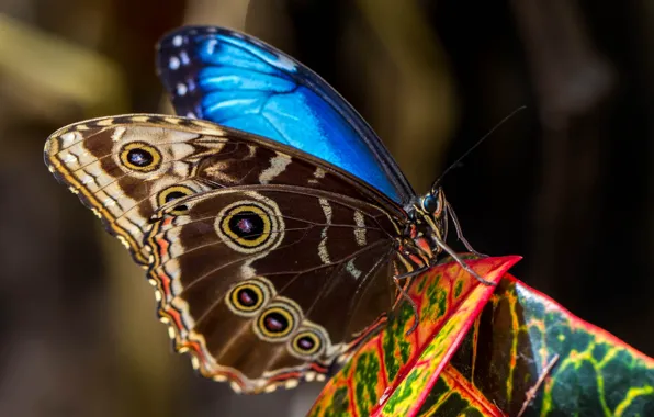 Picture nature, butterfly, wings, moth, Morpho Peleid
