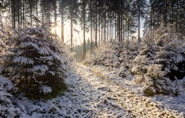 Picture forest, snow, nature