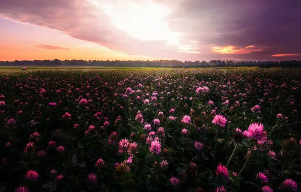 Picture field, the sky, clouds, sunset, flowers, pink, the evening, meadow, clover