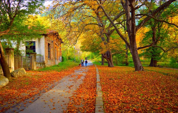 Picture Autumn, Park, Fall, Foliage, Park, Autumn, Colors, Walk, Falling leaves, Leaves