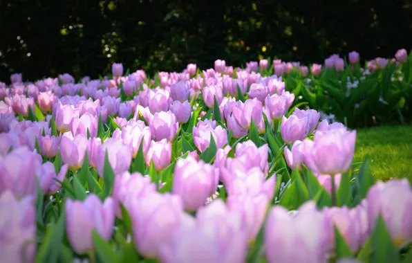 Picture Nature, Flowers, tulips, Background