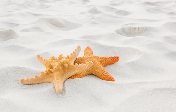 Picture sand, beach, summer, stay, star, summer, beach, sand, starfish