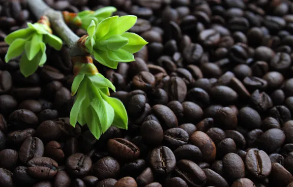 Picture greens, leaves, light, background, Wallpaper, coffee, branch, the buds on the branches, coffee bean, roasted …
