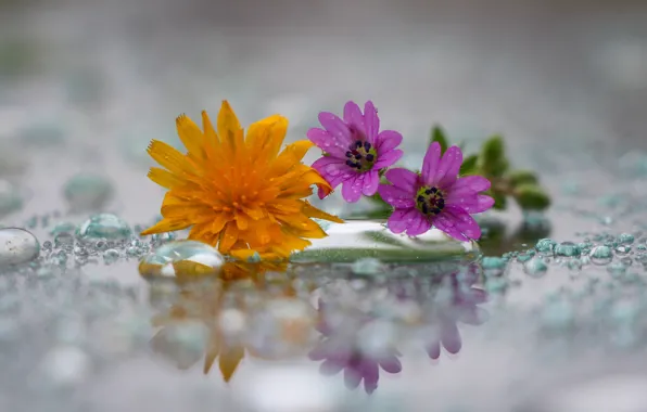 Picture drops, dandelion, a field of flowers