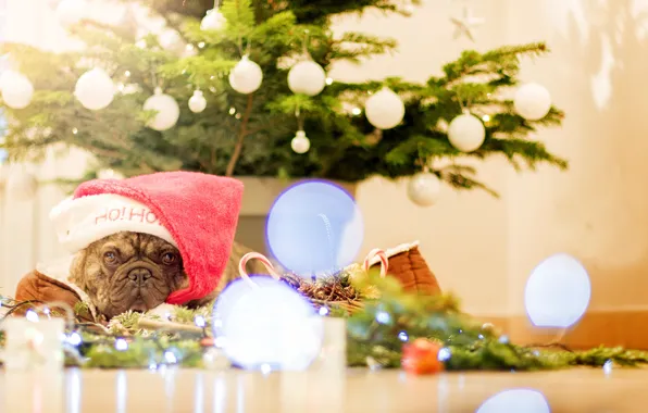 Picture look, decoration, tree, dog, Christmas, New year, tree, cap, French bulldog