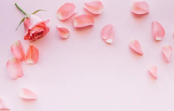 Picture flowers, pink, rose, petals