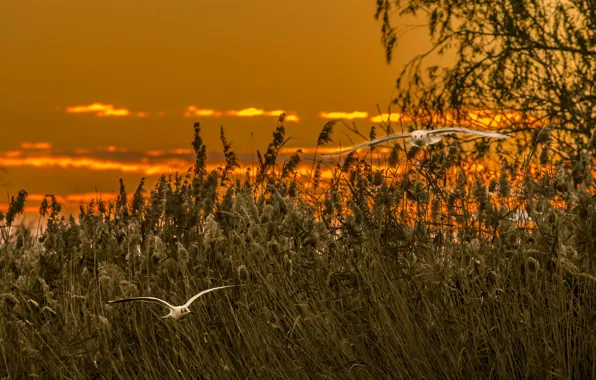 Picture sunset, birds, reed