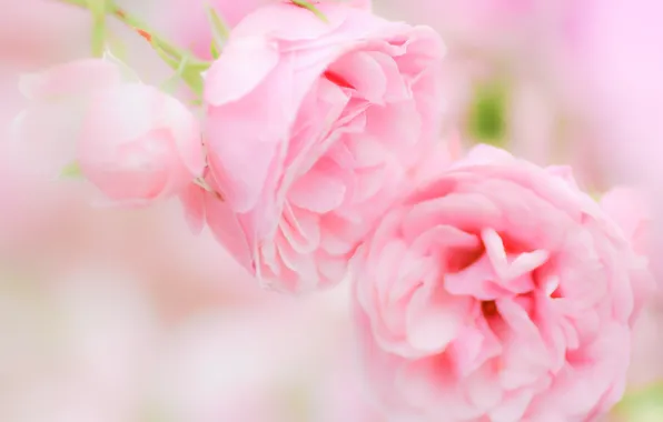 Picture pink, tenderness, roses