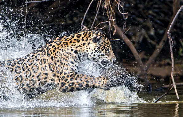 Picture water, squirt, predator, Jaguar