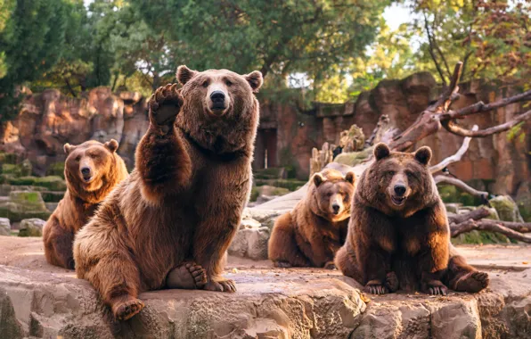 Picture bears, zoo, Quartet