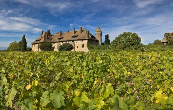 Picture castle, France, vineyard, The castle Feast