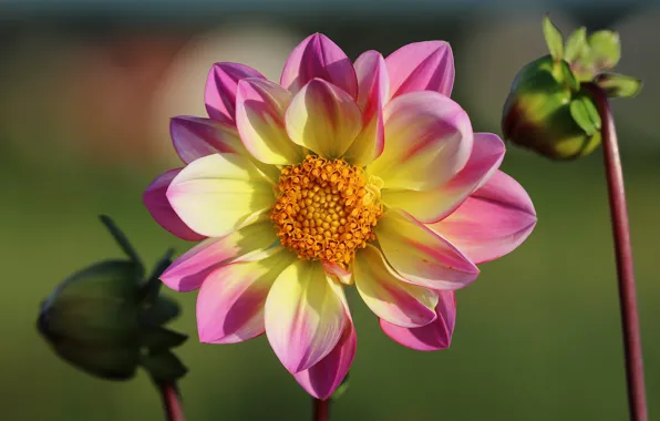 Picture flower, macro, Dahlia