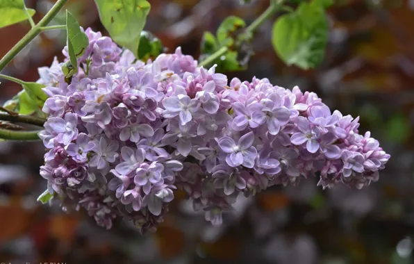 Picture flowers, spring, lilac
