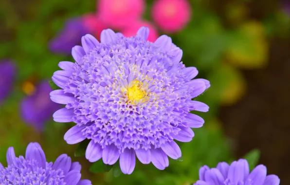 Picture Macro, Macro, Purple flower, Purple flower, Korostovec, Knautia