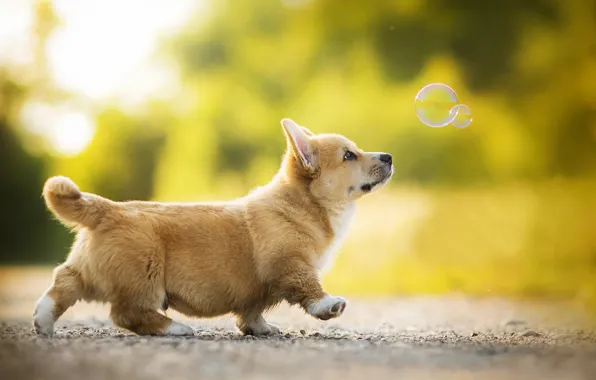 Picture puppy, dog, bokeh, bubble, Kappa, Welsh Corgi