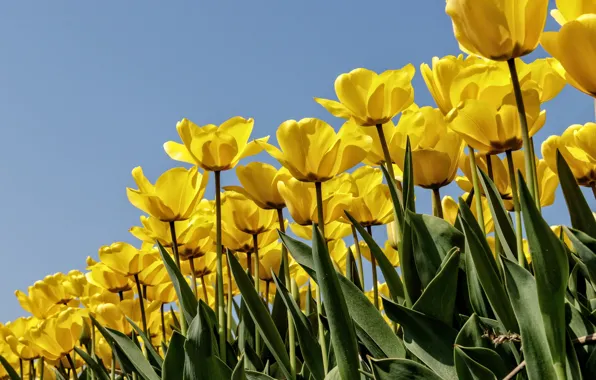 Picture the sky, petals, tulips, buds, a lot, plantation, yellow tulips