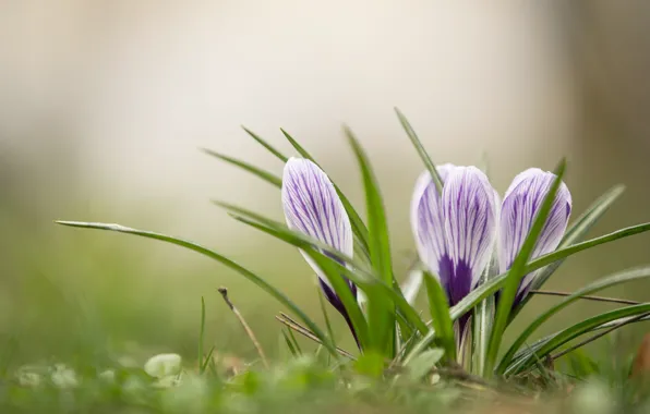 Picture nature, spring, crocuses, clearing, flowering