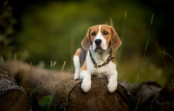 Picture look, dog, log, Beagle