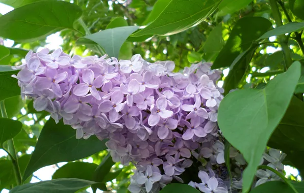 Picture spring, may, lilac