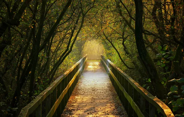 Picture autumn, trees, Germany, the tunnel, the bridge
