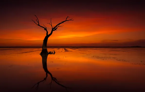 Picture the sky, water, tree, silhouette