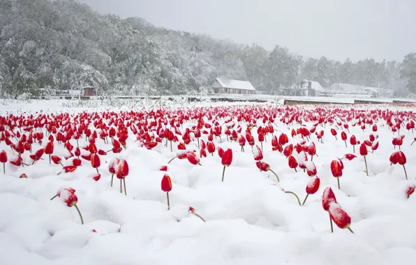 Picture snow, tulips, April, Moldova