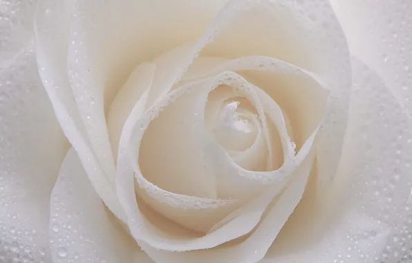 Picture white, drops, macro, rose