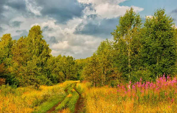 Picture road, autumn, forest, grass, the sun, clouds, trees, flowers, Russia