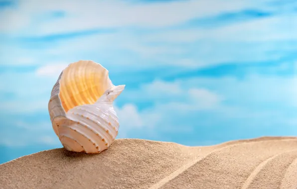 Picture sand, sea, beach, summer, shell, summer, beach, sea, sand, seashells