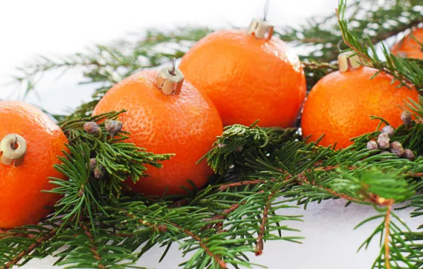 Picture holiday, new year, citrus, Mandarin, fir-tree branches