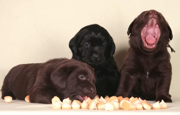 Picture puppies, trio, Labrador, funny