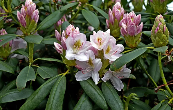 Picture flowers, Bush, azaleas, rhododendrons