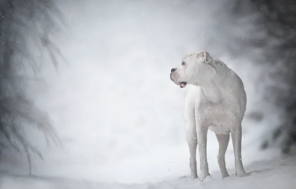 Picture winter, white, dog, bokeh, boxer