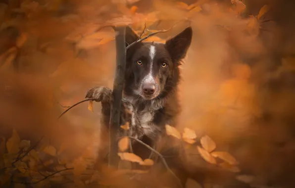 Picture autumn, look, leaves, tree, dog, bokeh, The border collie