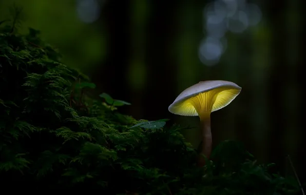 Picture forest, nature, mushroom