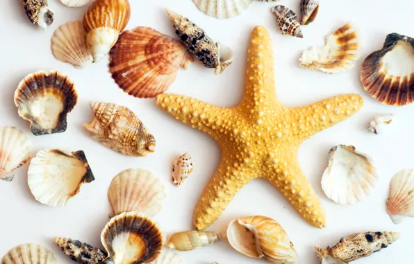 Picture white background, shell, starfish