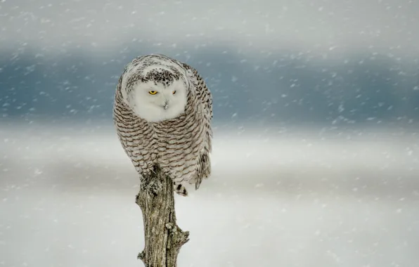 Picture winter, snow, owl, bird, log